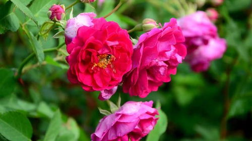 买月季学问大,要先考虑栽种环境,再决定适合的品种,莫 踩坑